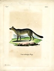 Black-backed Jackal