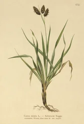 Black Alpine-sedge