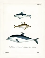 Black Dolphin