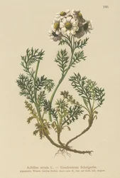 Black Yarrow (Achillea atrata)