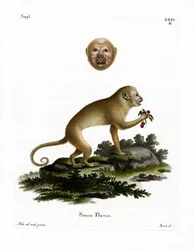 Blonde Capuchin