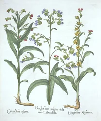 Blue Alkanet and Two Varieties of Hounds Tongue, from Hortus Eystettensis