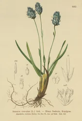 Blue Moor-grass (Sesleria caerulea, Sesleria uliginosa)