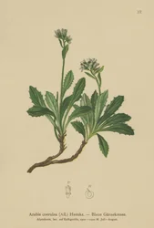 Blue Wall-cress