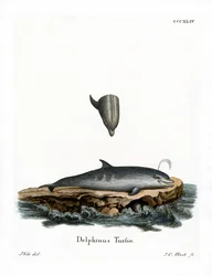 Bottle-nosed Dolphin