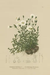 Broad-leaved Mouse Ear
