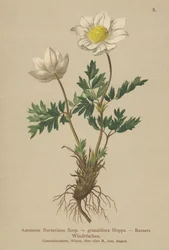 Bursers Anemone (Anemone Burseriana, Anemone grandiflora)