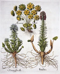 Butterburs and Winter Aconite, from Hortus Eystettensis