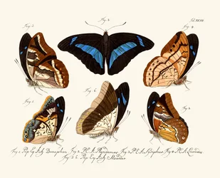 Butterflies