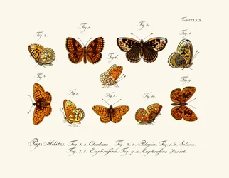 Butterflies