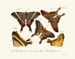Butterflies