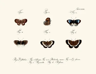 Butterflies