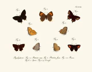 Butterflies