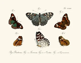 Butterflies