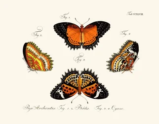 Butterflies