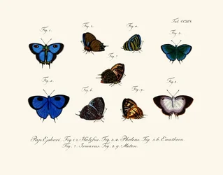 Butterflies