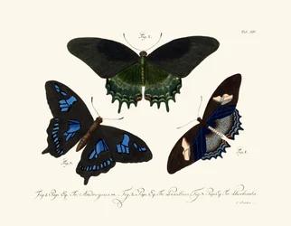 Butterflies