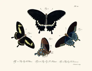 Butterflies