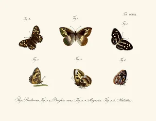 Butterflies