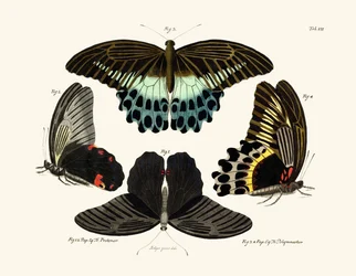 Butterflies