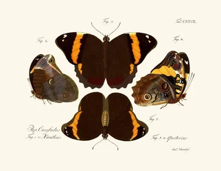 Butterflies