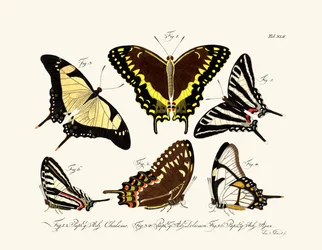Butterflies