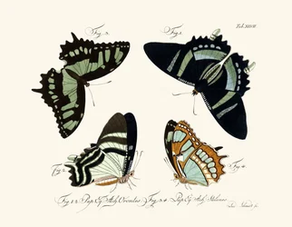 Butterflies