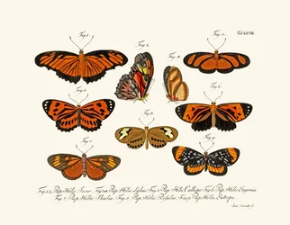 Butterflies
