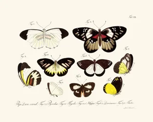 Butterflies