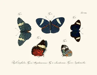 Butterflies