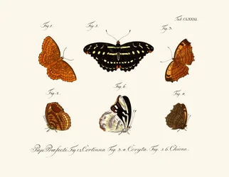 Butterflies