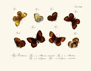 Butterflies