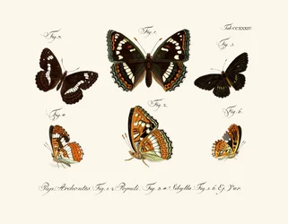 Butterflies