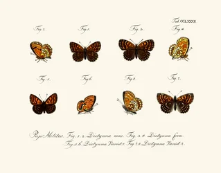 Butterflies