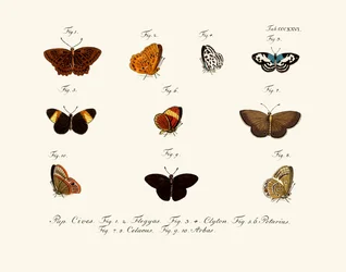 Butterflies