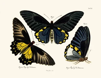 Butterflies