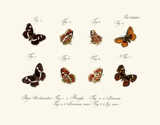 Butterflies