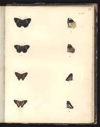 Butterflies, Pl. XXIV, Illustration from Recueil d