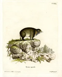 Cape Hyrax