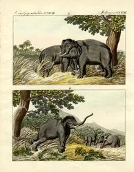 Capture of elephants by decoy elephant