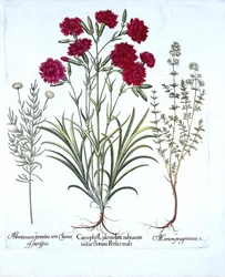 Carnation, Cat Thyme and Common Lavender Cotton, from Hortus Eystettensis