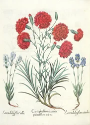 Carnations and Lavender, from the Hortus Eystettensis by Basil Besler, pub. 1613