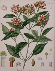 Caryophyllus Aromaticus (Cloves)