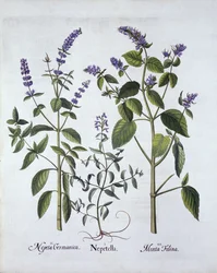 Catmint and Catnip, from Hortus Eystettensis