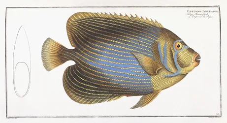 Chaetodon Imperator