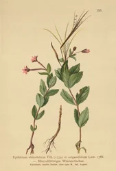 Chickweed Willowherb