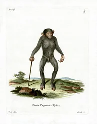 Chimpanzee