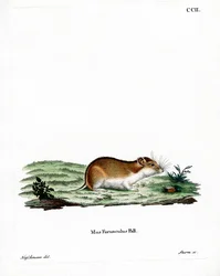 Chinese Striped Hamster