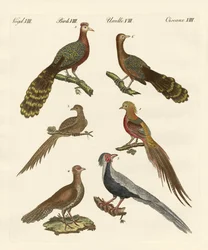Chinese birds