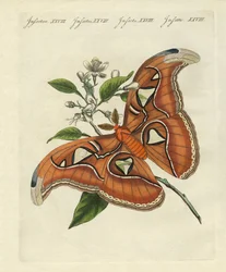 Chinese Butterflies